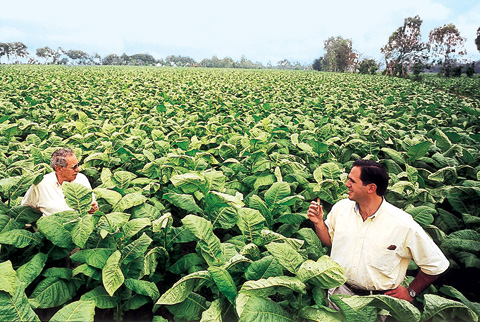 在尼加拉瓜充足阳光下，何塞和豪尔赫·帕德龙在观察烟草农场成年的哈伯纳斯烟草作物。