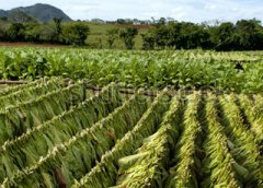 古巴Robaina种植园开始种植烟草
