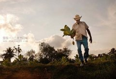 2015古巴扩大烟叶种植