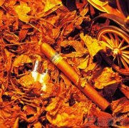 古巴雪茄 闻名国际的传奇经历