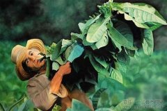 古巴雪茄：从种植到陈化