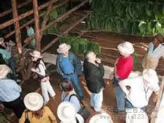 古巴雪茄节游客将观赏出名烟草栽培园