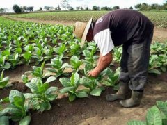 古巴烟农加速烟草栽培进程