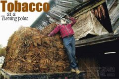 希腊：烟草种植的最后一根稻草