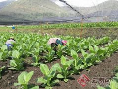 打造中国优质雪茄烟叶种植基地 玉溪雪茄烟叶适应性示范研究