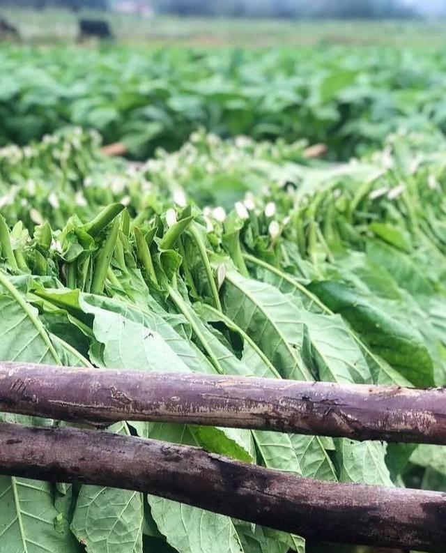 参观比尼亚莱斯山谷的雪茄种植庄园
