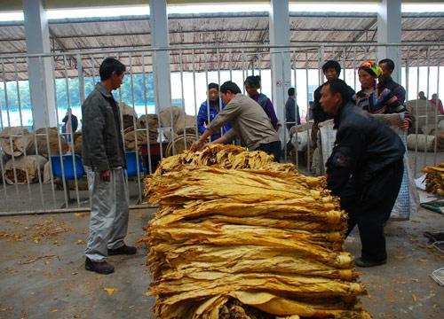 四川的叶子烟和雪茄有什么区别？