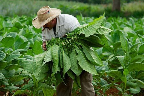 四川的叶子烟和雪茄有什么区别？