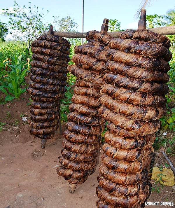阿拉皮拉卡烟叶被紧紧缠绕的绳子绑起来并进行发酵，这种技术是从巴西阿拉戈斯地区收获烟草的土著人民那里借来的。